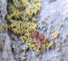 Xanthomendoza weberi