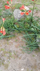 Zephyranthes phycelloides