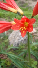 Zephyranthes phycelloides