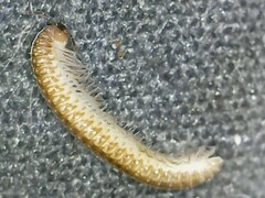 Cleidogona