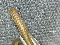 Cleidogona