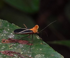 Sundarus