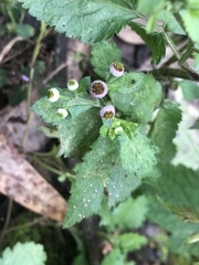 Dichrocephala integrifolia