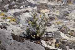 Erigeron petrophilus