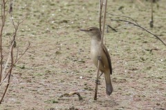 Acrocephalus australis