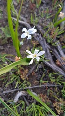 Tecophilaea violiflora
