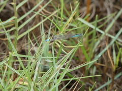 Ischnura fluviatilis