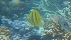 Chaetodon rainfordi