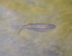 Hesperoleucus symmetricus