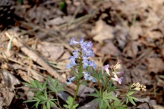 Corydalis