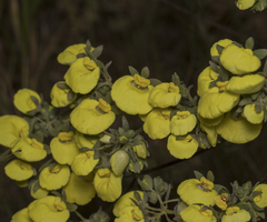 Calceolaria nudicaulis