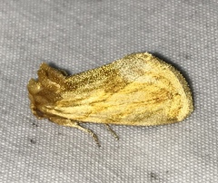 Cirrhophanus triangulifer