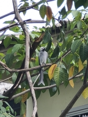 Dicrurus leucophaeus leucogenis