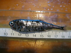 Blue Lanternfish photo 1