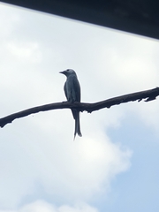 Dicrurus leucophaeus leucogenis