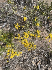 Acacia merrallii