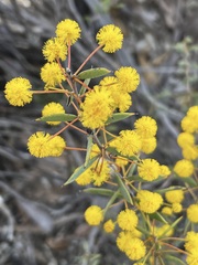 Acacia merrallii