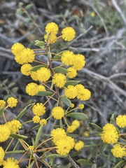 Acacia merrallii