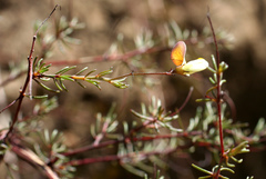Aspalathus bracteata
