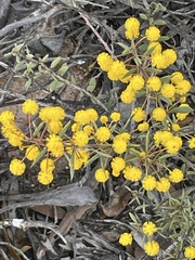 Acacia merrallii