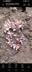 Fungi