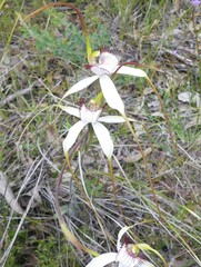Caladenia longicauda eminens