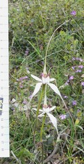 Caladenia longicauda eminens
