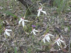 Caladenia longicauda eminens