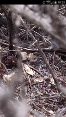 Cibolacris parviceps