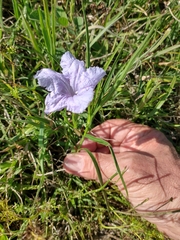 Ruellia simplex