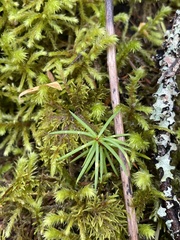 Pseudotsuga menziesii