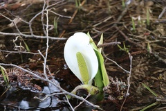 Lysichiton camtschatcensis