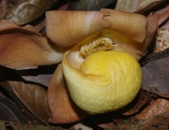 Eschweilera grandiflora