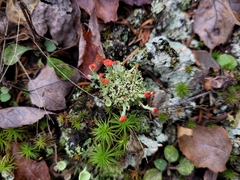 Cladonia pleurota