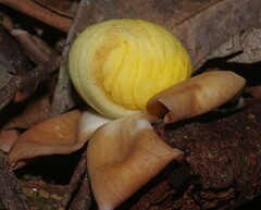 Eschweilera grandiflora