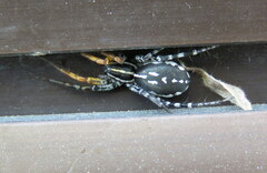 Nyssus coloripes