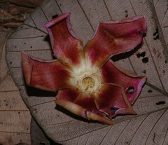 Eschweilera grandiflora