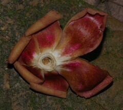 Eschweilera grandiflora