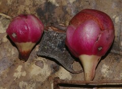 Eschweilera grandiflora