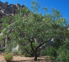 Chilopsis linearis arcuata