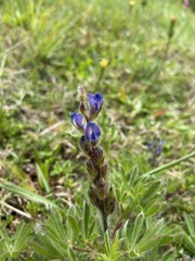 Lupinus bracteolaris