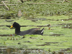 Fulica rufifrons