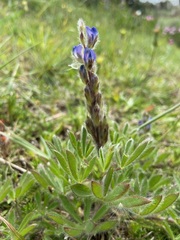 Lupinus bracteolaris