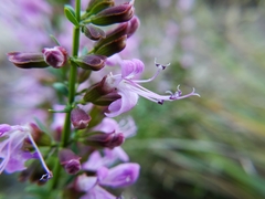 Dicerandra linearifolia