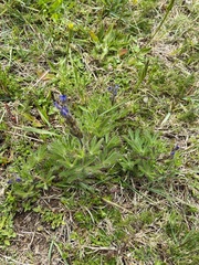 Lupinus bracteolaris