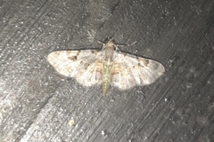 Eupithecia nemoralis