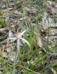 Caladenia varians