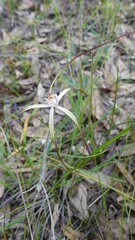 Caladenia varians