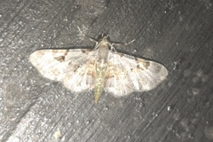 Eupithecia nemoralis