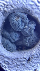 Penicillium